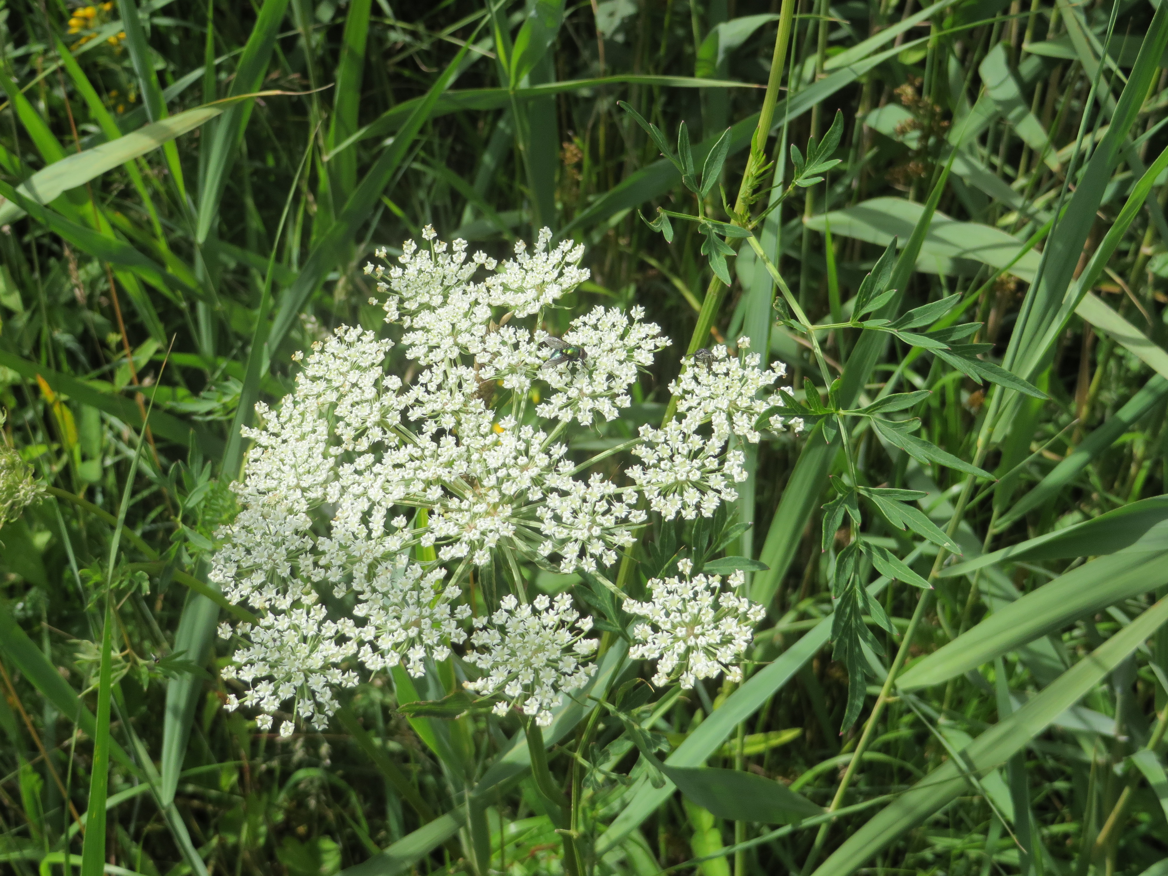 Peucedanum palustre (door Han Beeuwkes)