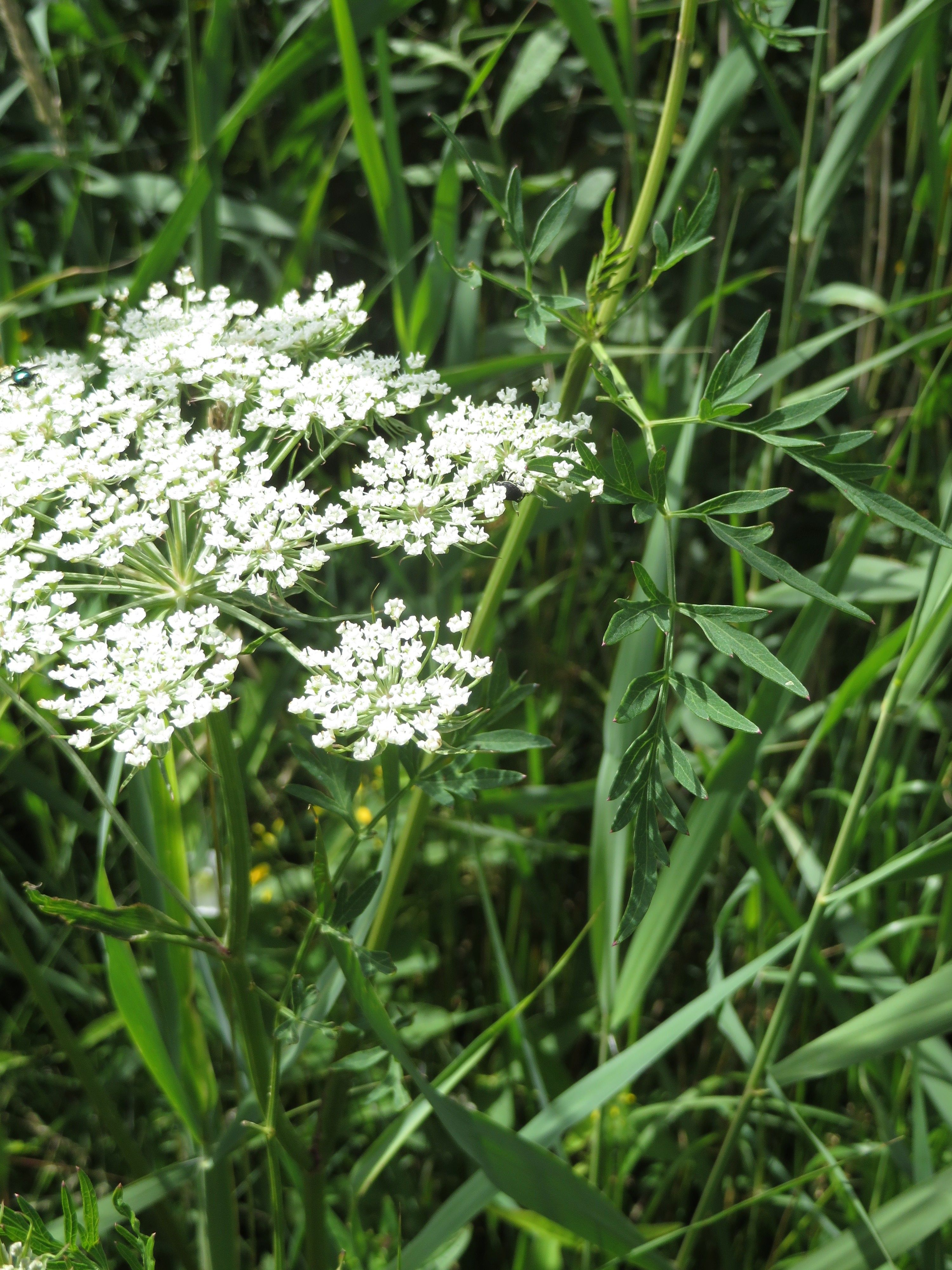 Peucedanum palustre (door Han Beeuwkes)