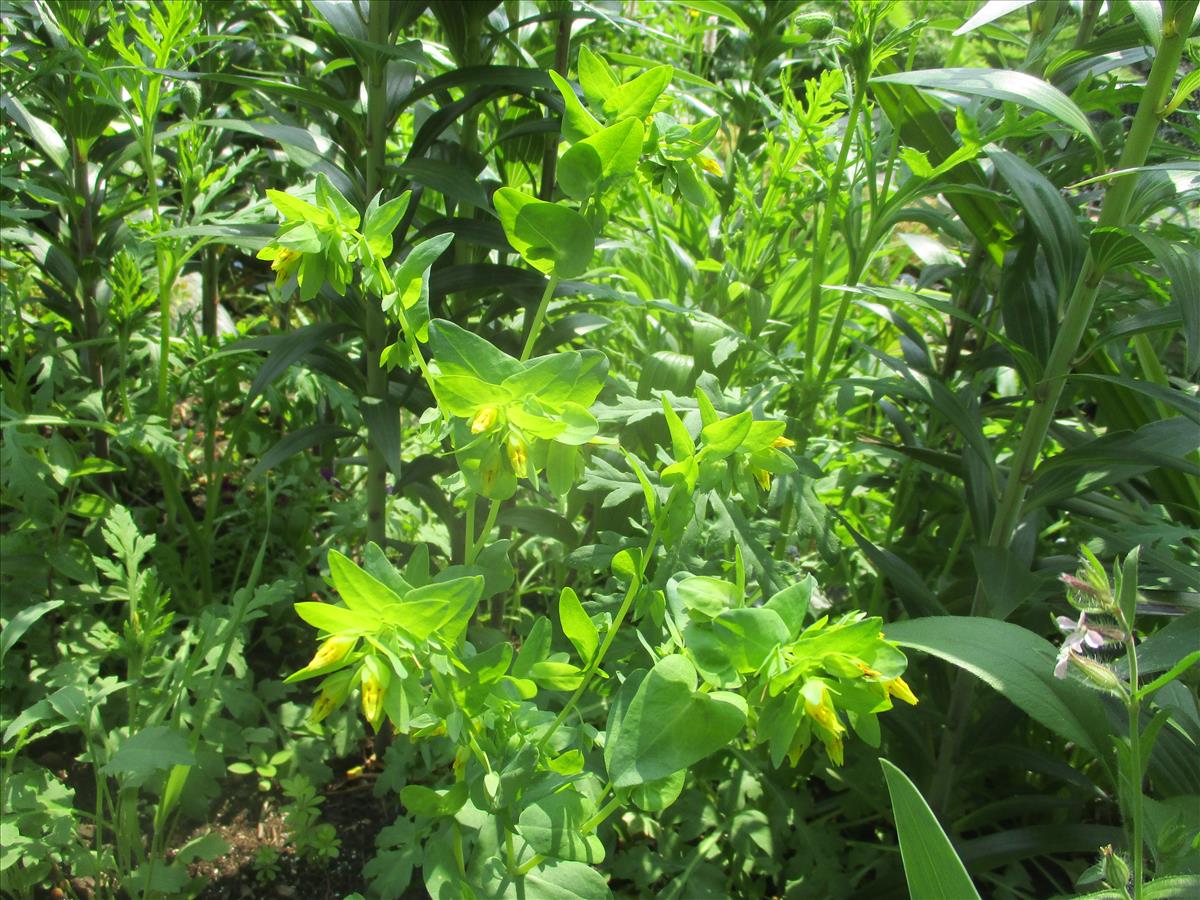 Cerinthe minor (door Toon Verrijdt)