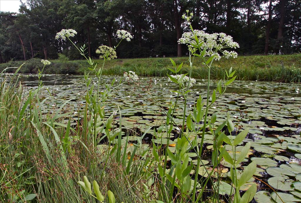 Sium latifolium (door Jelle Hofstra)