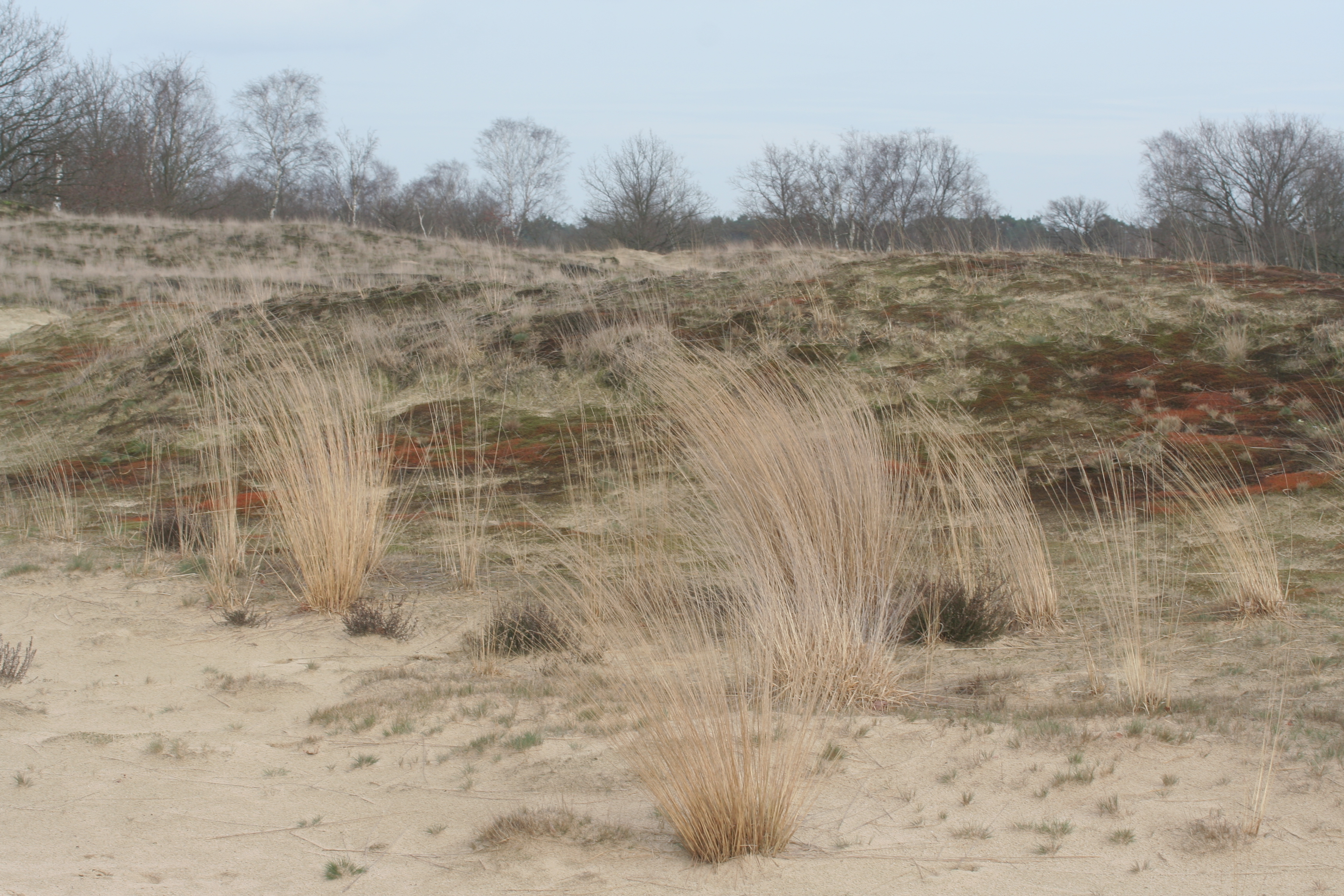 Molinia caerulea (door Laurens Sparrius)