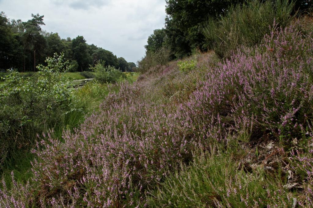 Calluna vulgaris (door Jelle Hofstra)