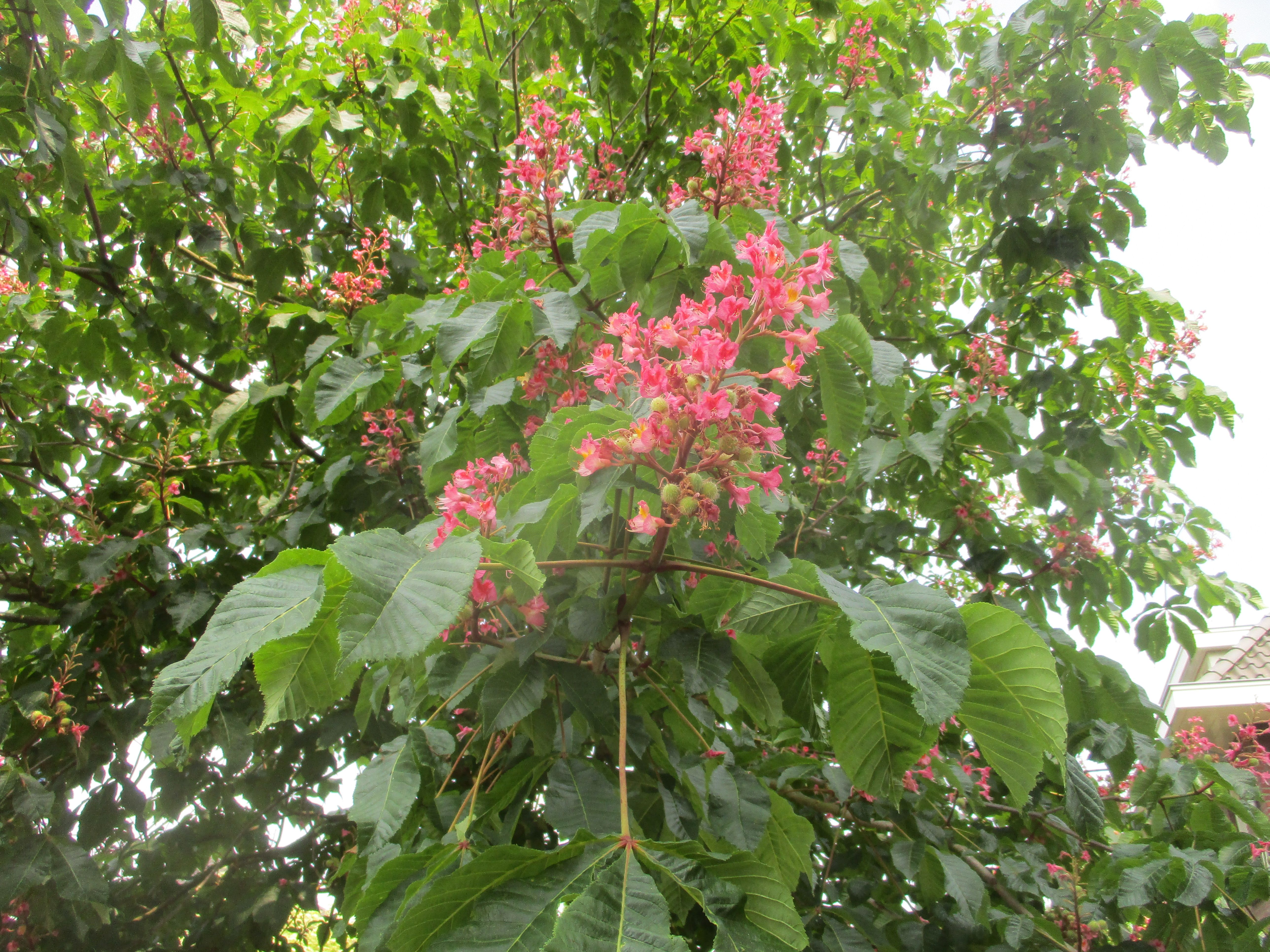 Aesculus x carnea (door Toon Verrijdt)