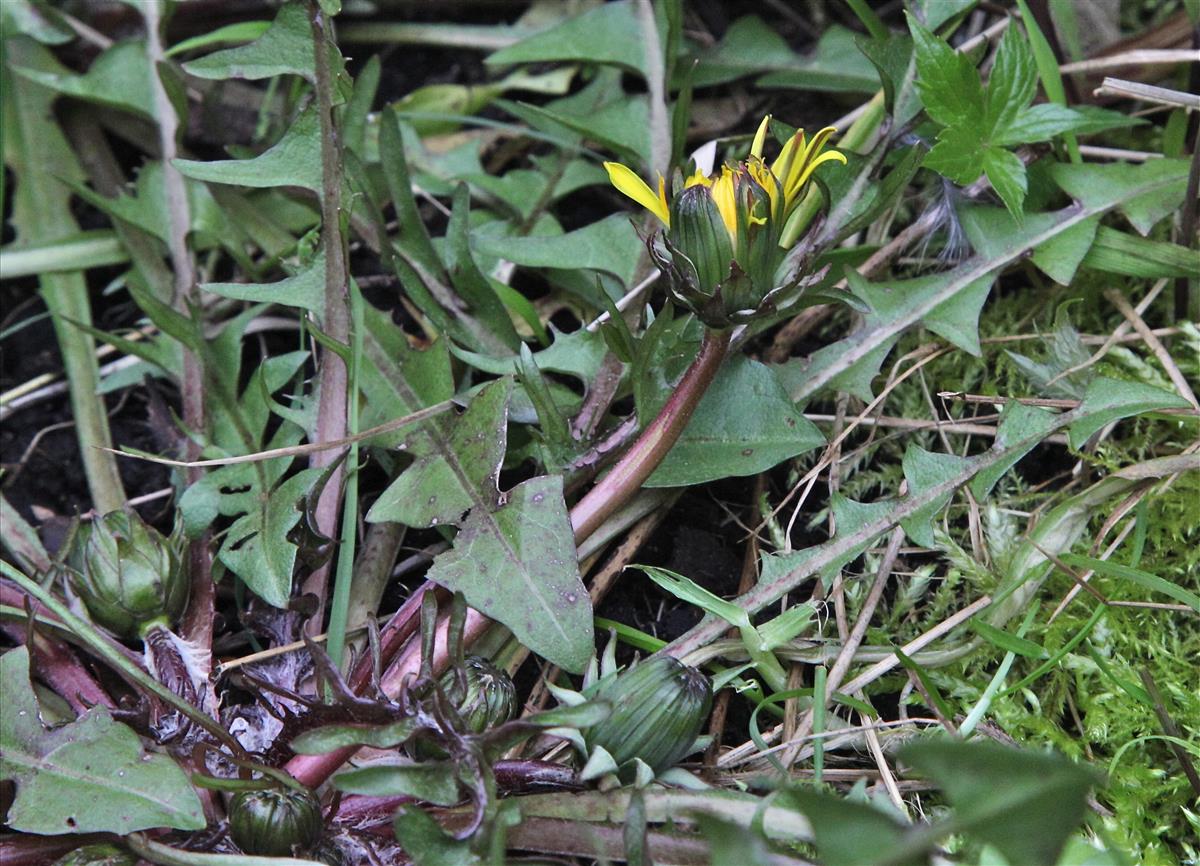 Taraxacum udum (door Jelle J. Hofstra)