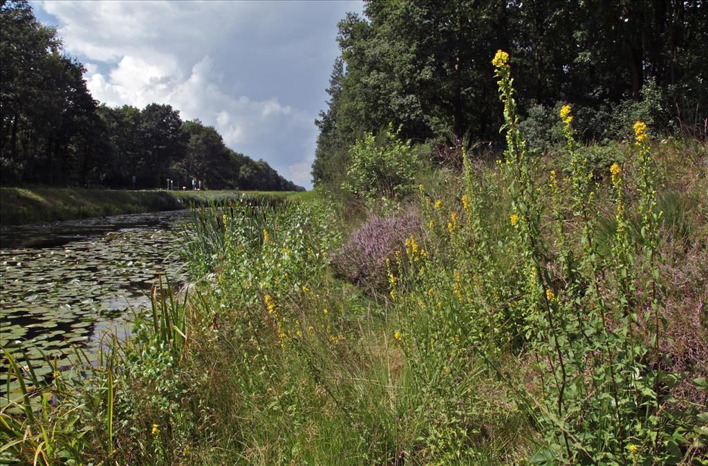 Solidago virgaurea (door Jelle Hofstra)