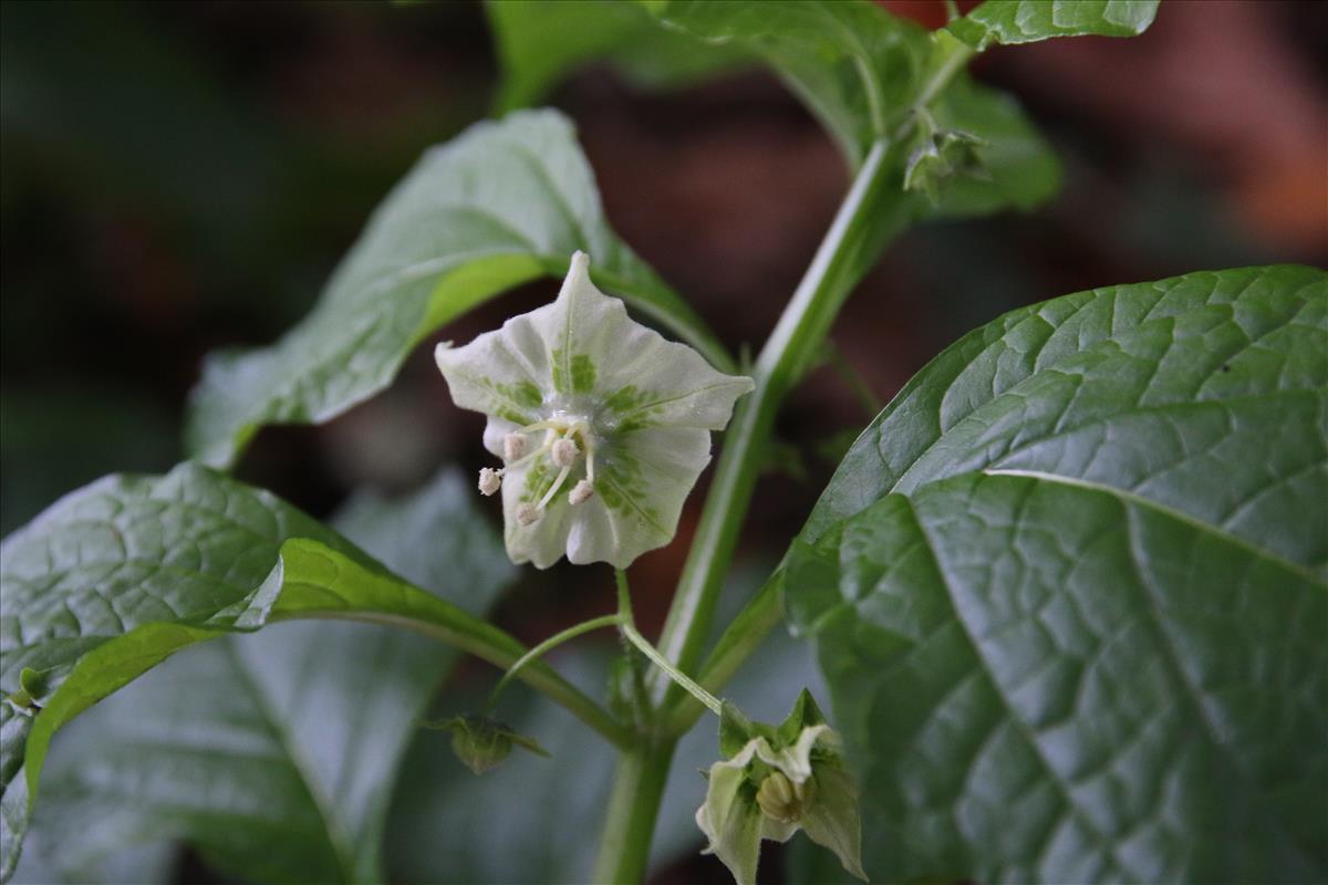 Jaltomata procumbens (door Stef van Walsum)