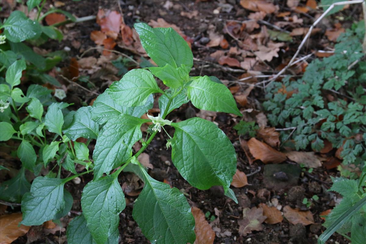Jaltomata procumbens (door Stef van Walsum)