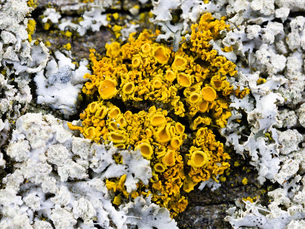 Polycauliona candelaria (door Matthijs Molenaar)