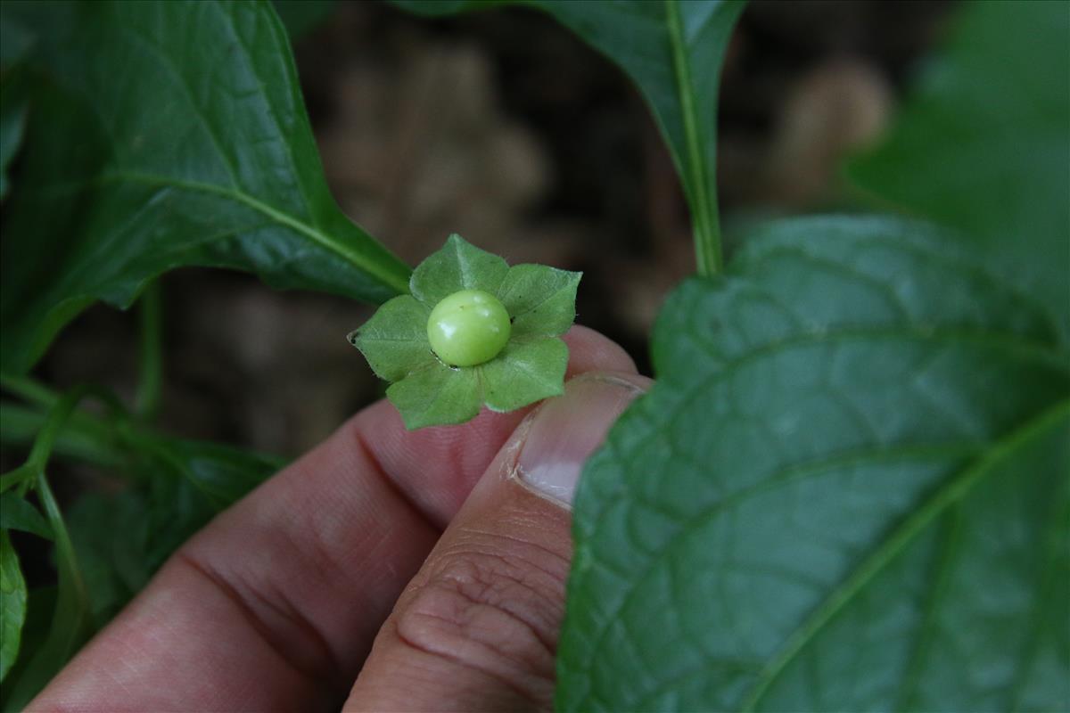 Jaltomata procumbens (door Stef van Walsum)