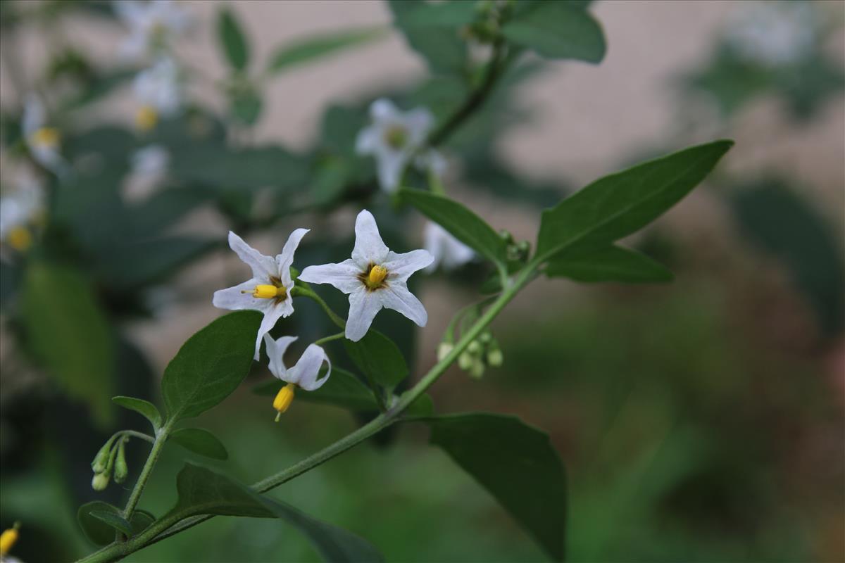Solanum chenopodioides (door Stef van Walsum)
