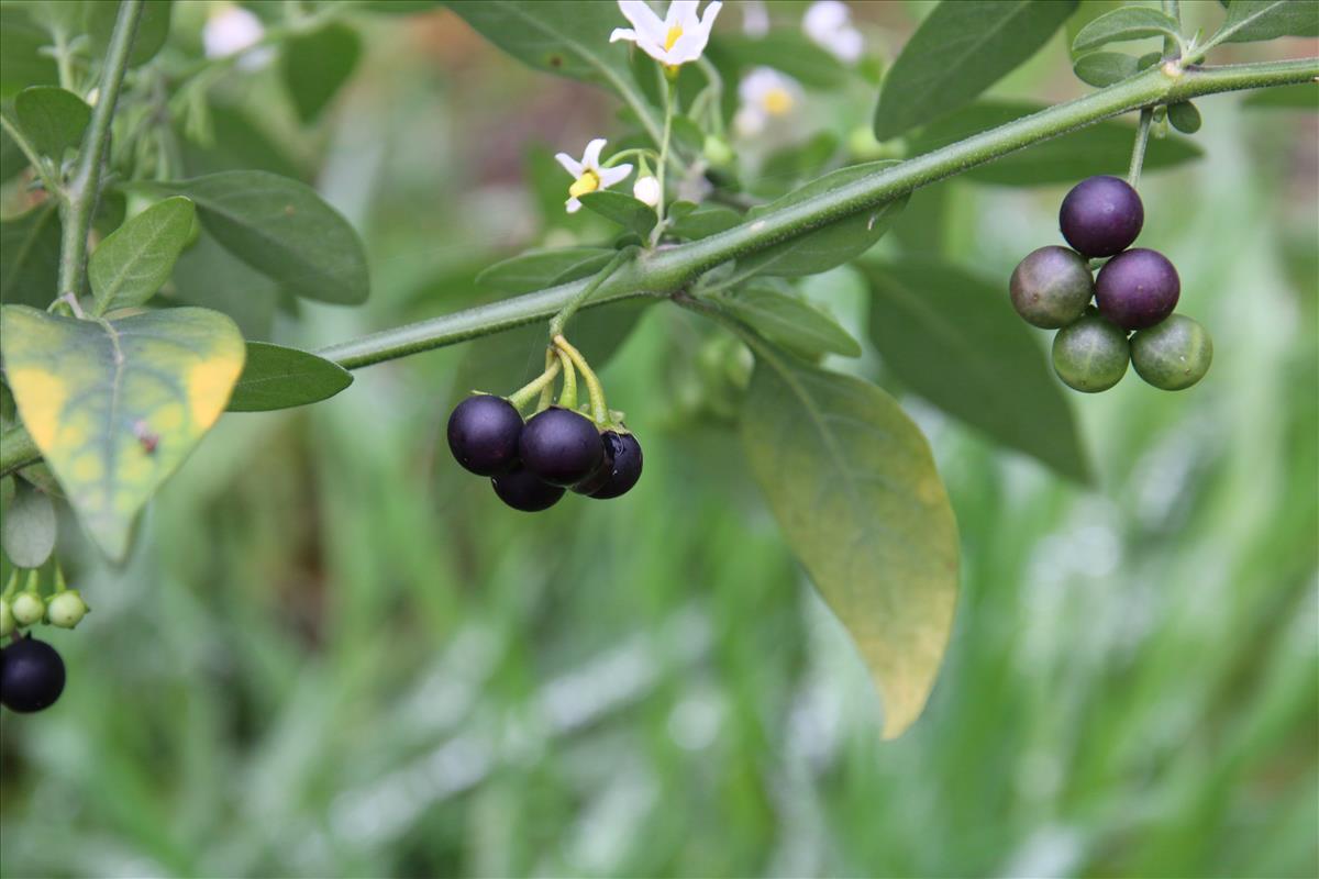 Solanum chenopodioides (door Stef van Walsum)