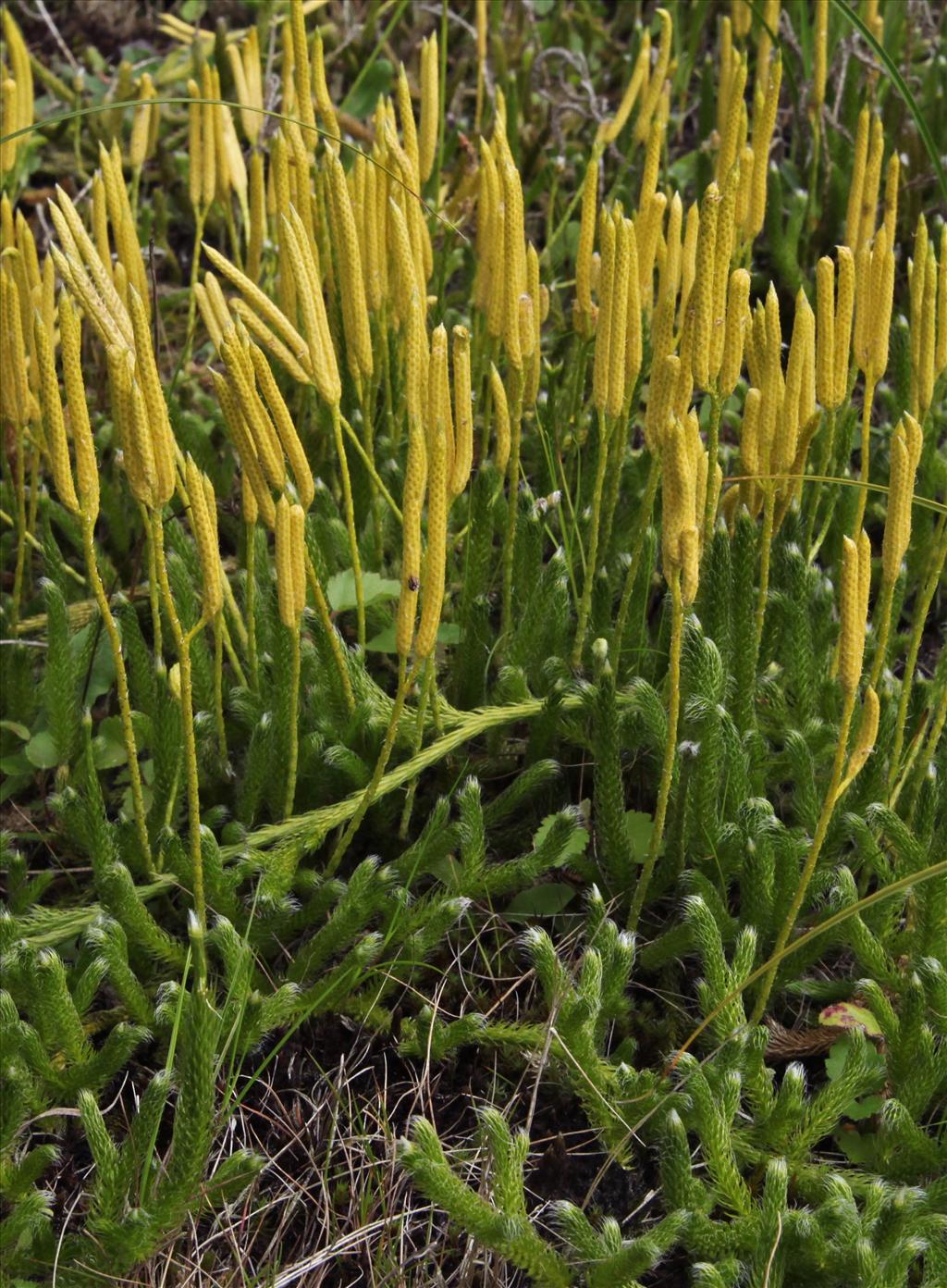 Lycopodium clavatum (door Jelle Hofstra)