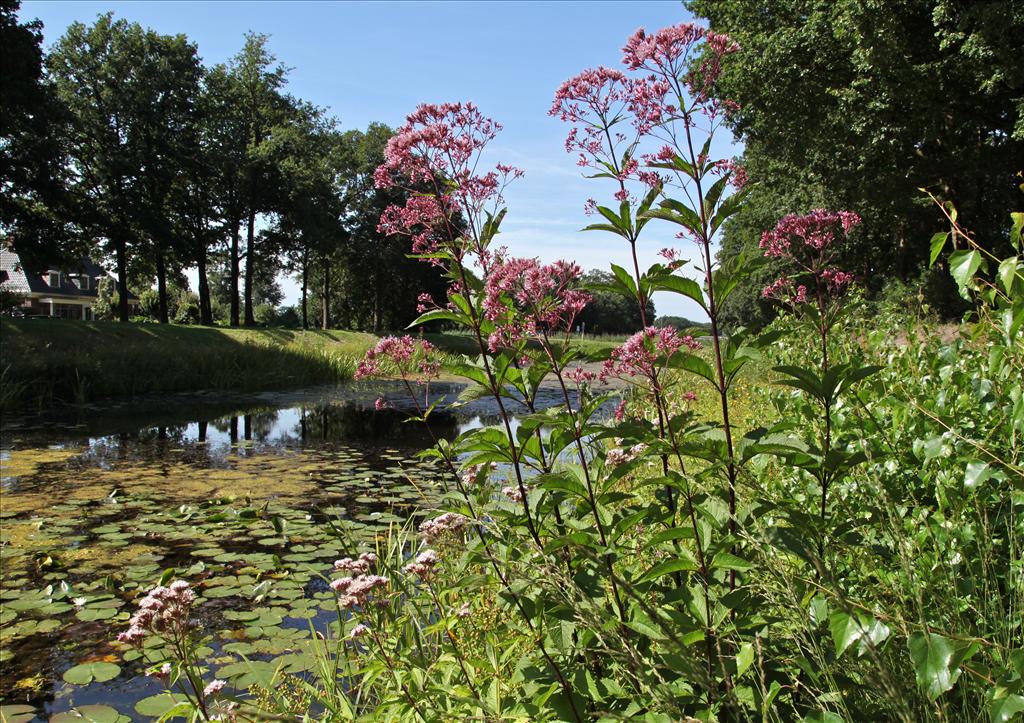 Eupatorium purpureum (door Jelle Hofstra)