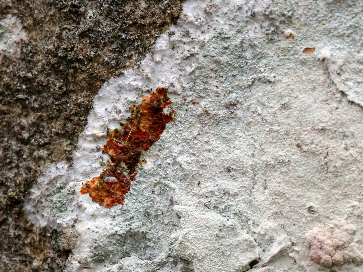 Phlyctis argena (door Ruud van Middelkoop)