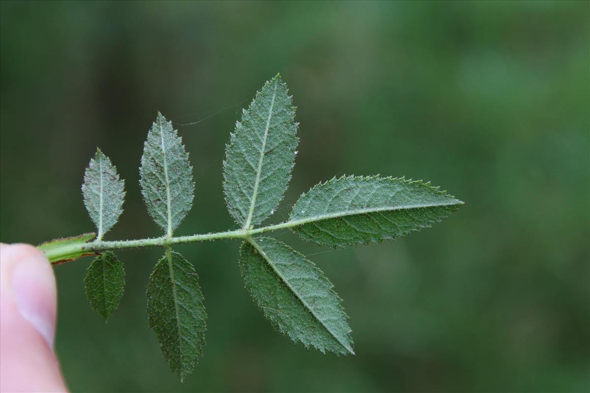 Rosa agrestis (door Stef van Walsum)