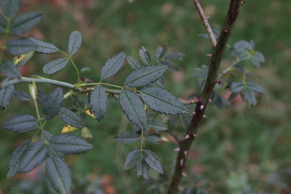 Rosa agrestis (door Stef van Walsum)