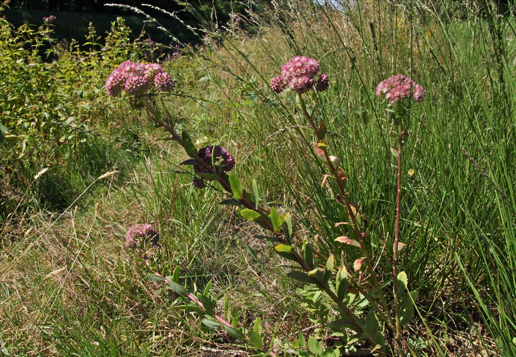 Hylotelephium telephium (door Jelle Hofstra)