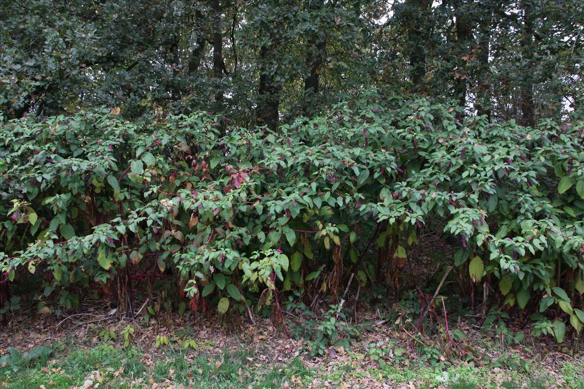 Phytolacca americana (door Stef van Walsum)