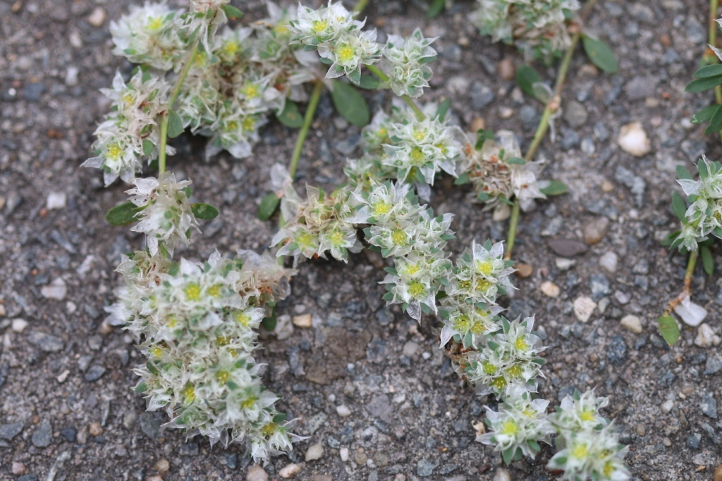 Paronychia argentea (door Petra van der Wiel)