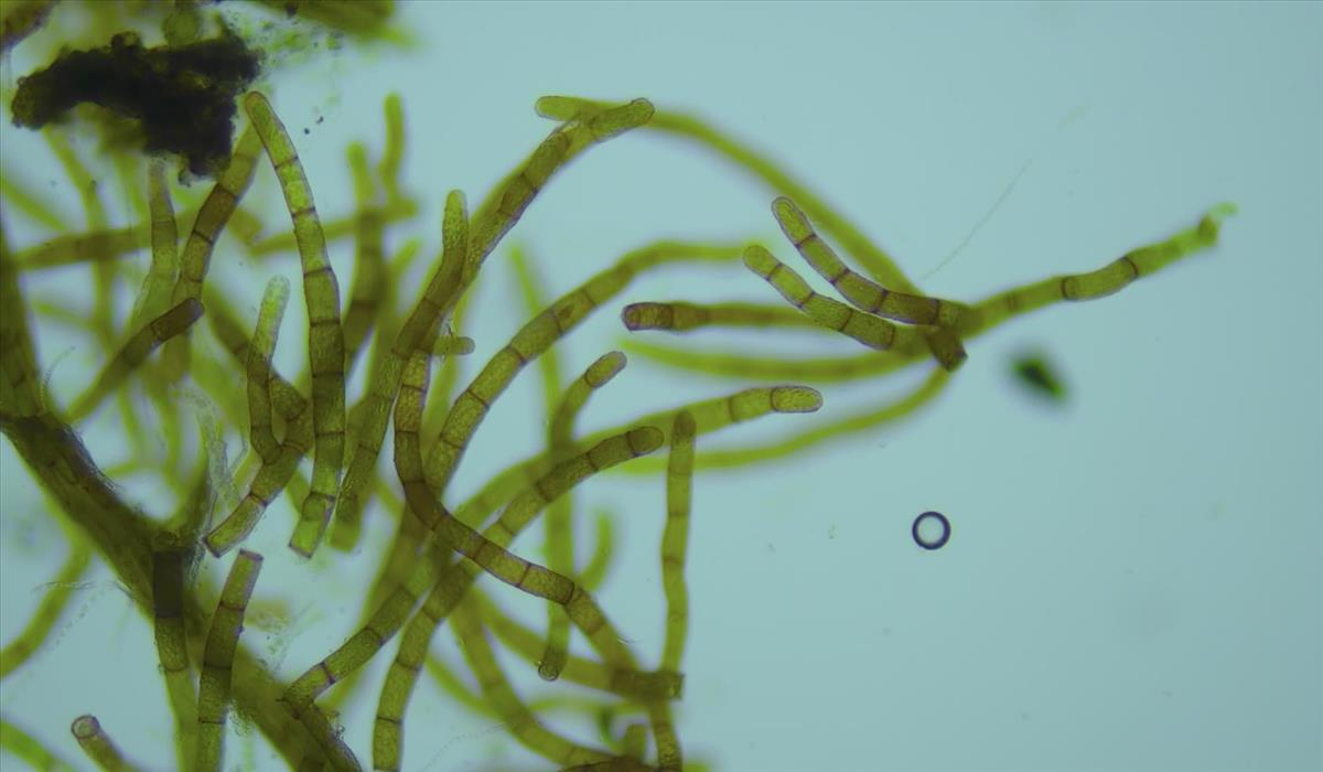 Bryum demaretianum (door Maarten Mandos)