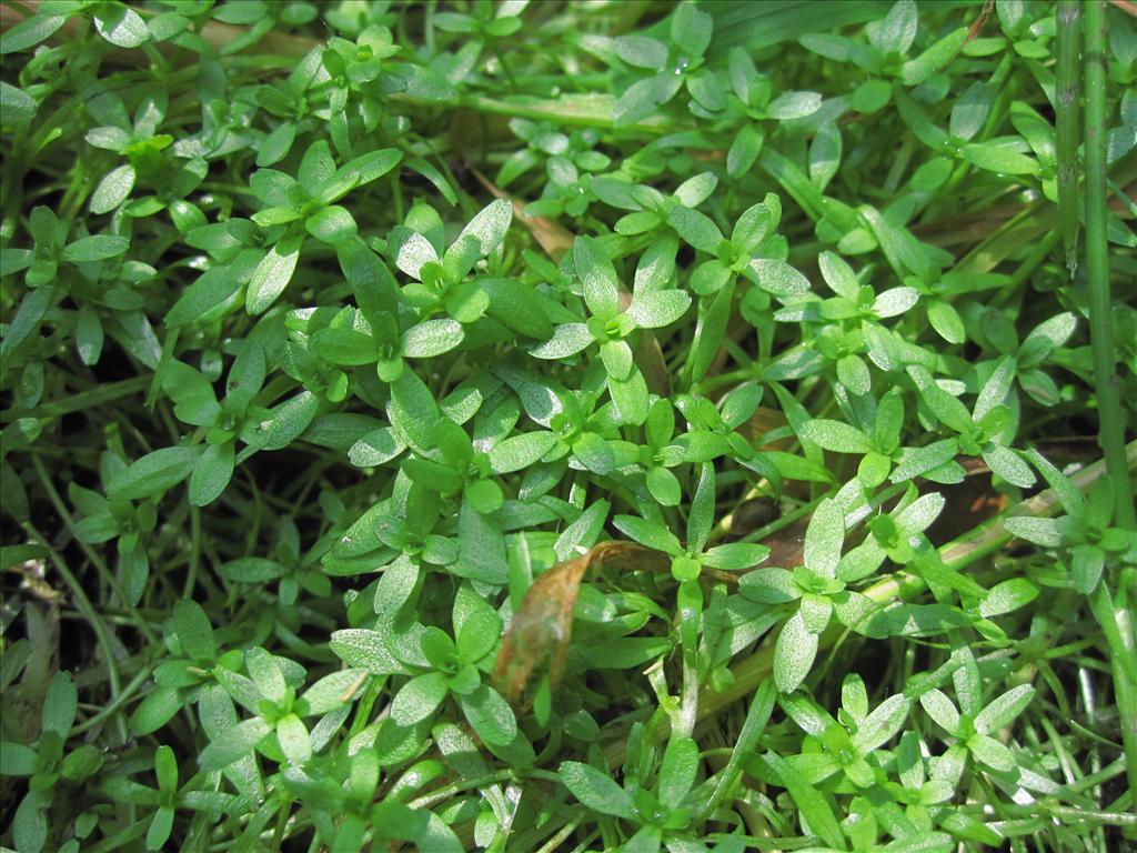 Callitriche brutia var. hamulata (door R. van Leeuwen)