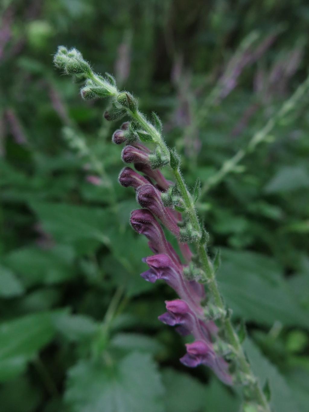 Scutellaria columnae (door Hans Toetenel)