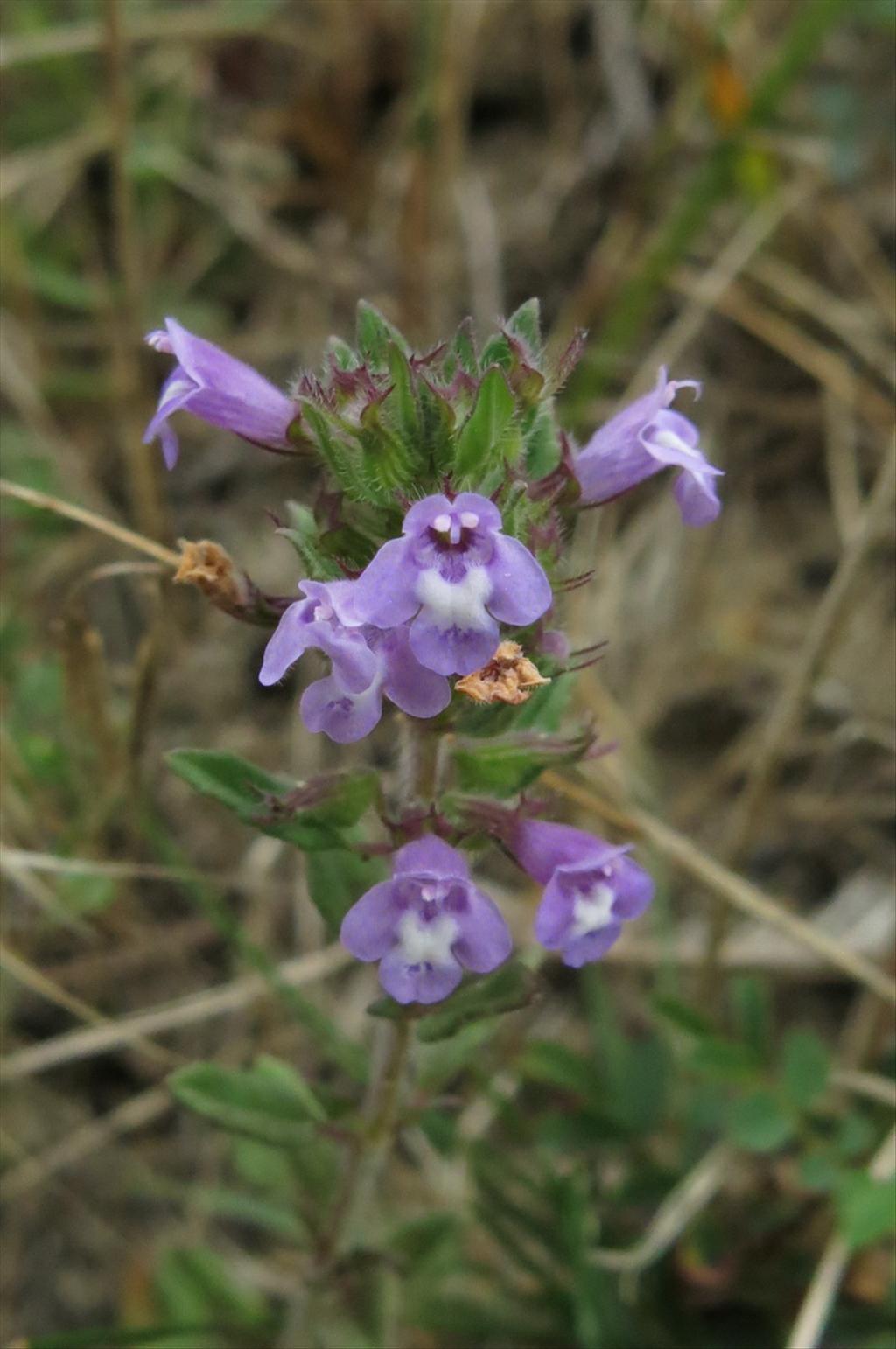 Clinopodium acinos (door Hans Toetenel)