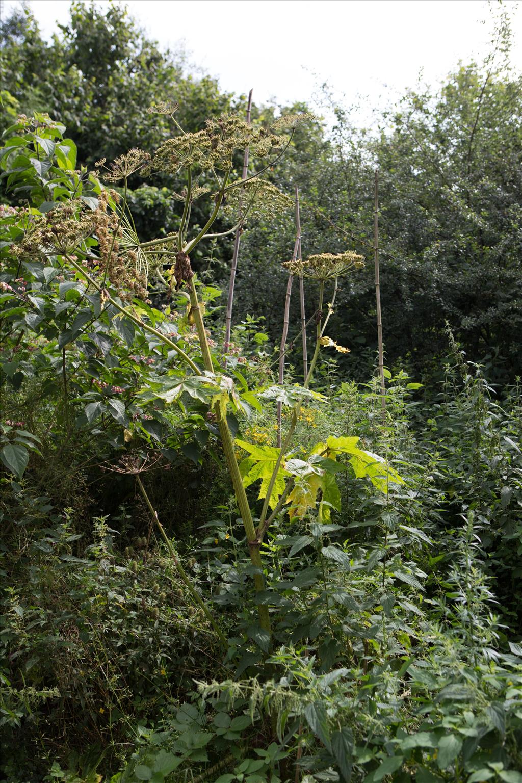 Heracleum mantegazzianum (door Bert Blok)