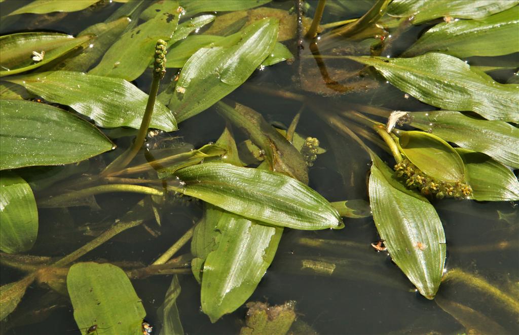 Potamogeton alpinus (door Jelle Hofstra)