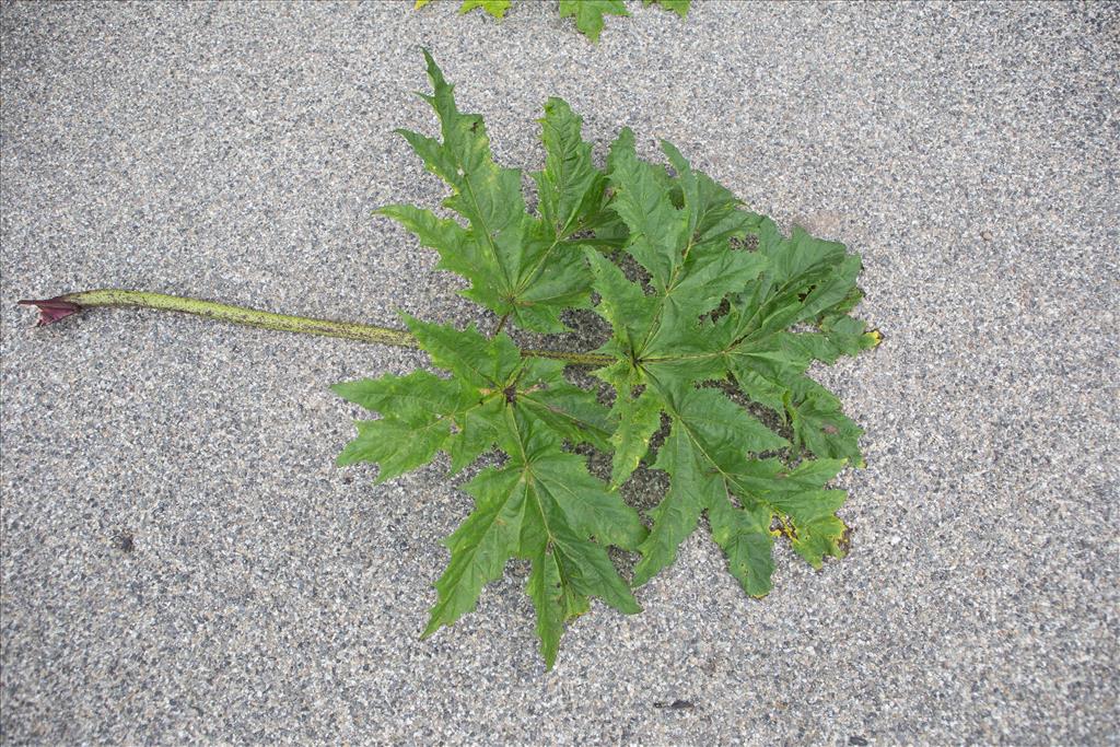 Heracleum mantegazzianum (door Bert Blok)