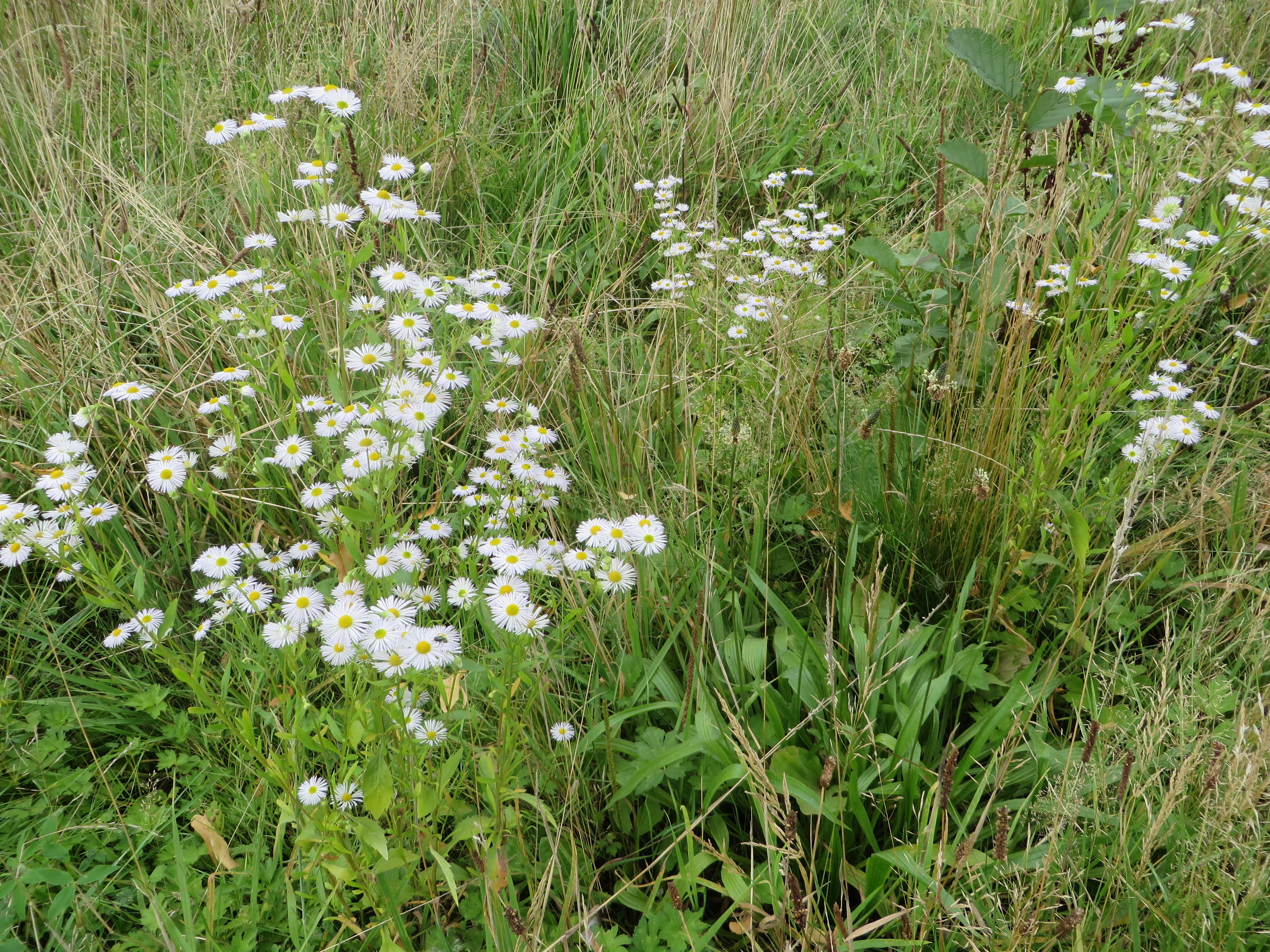 Erigeron annuus (door Han Beeuwkes)