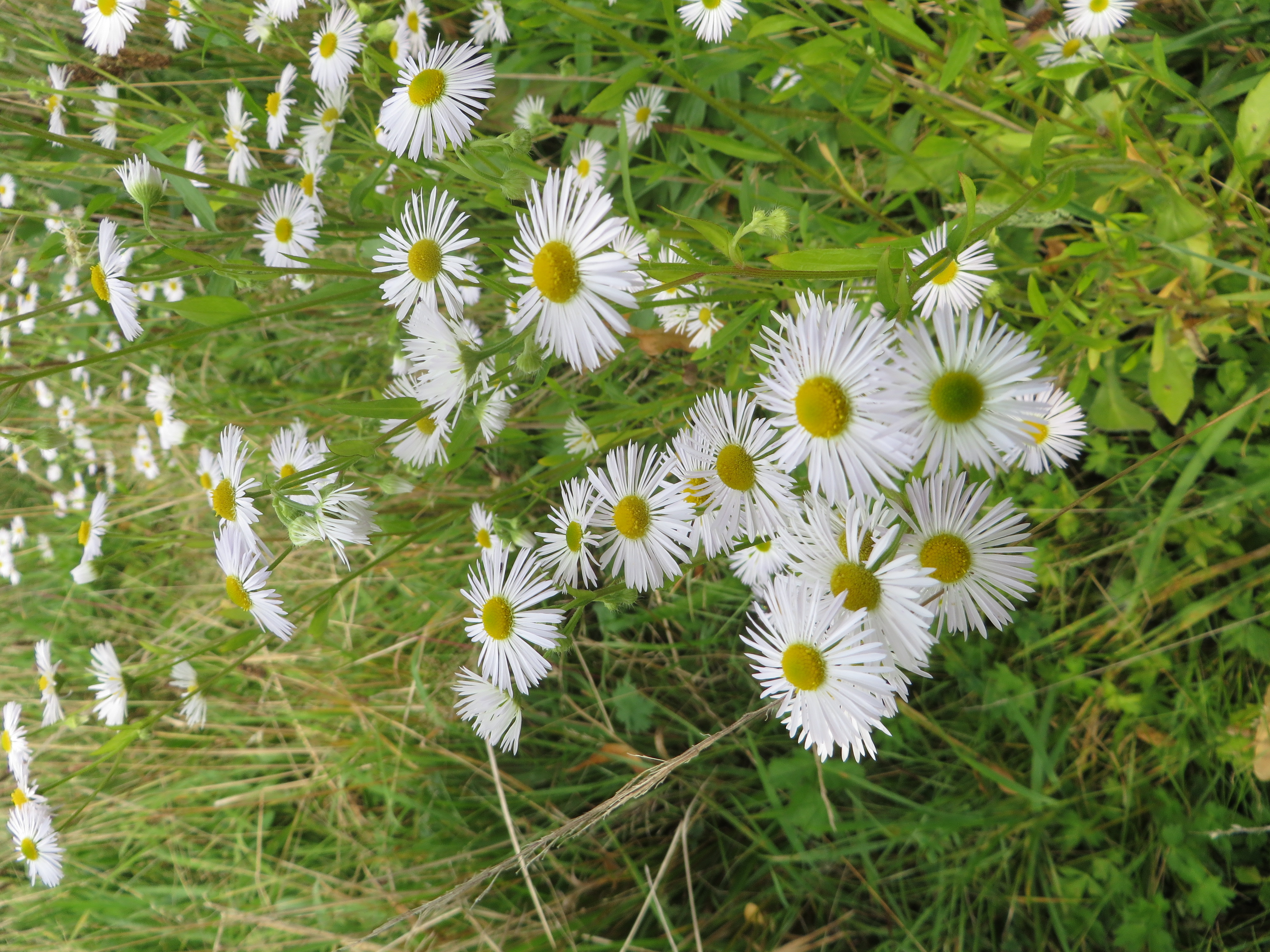 Erigeron annuus (door Han Beeuwkes)