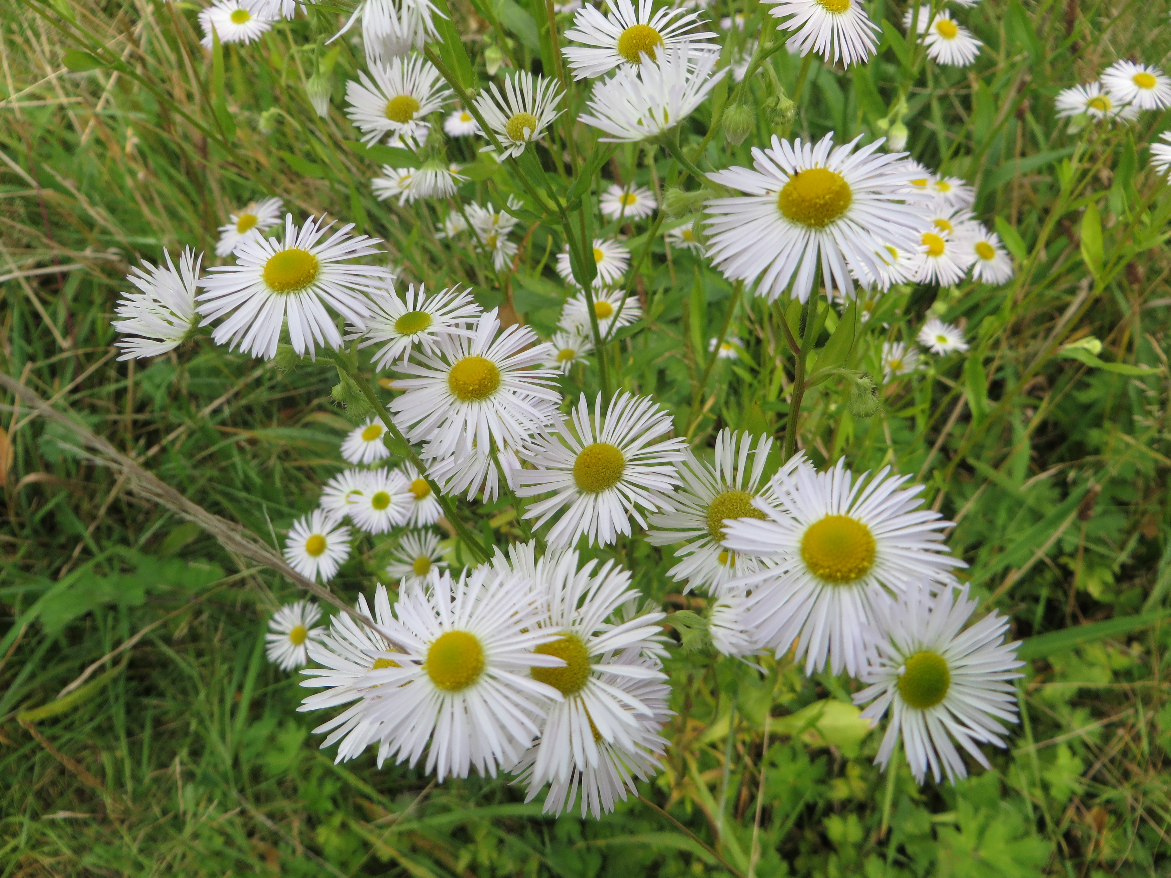 Erigeron annuus (door Han Beeuwkes)