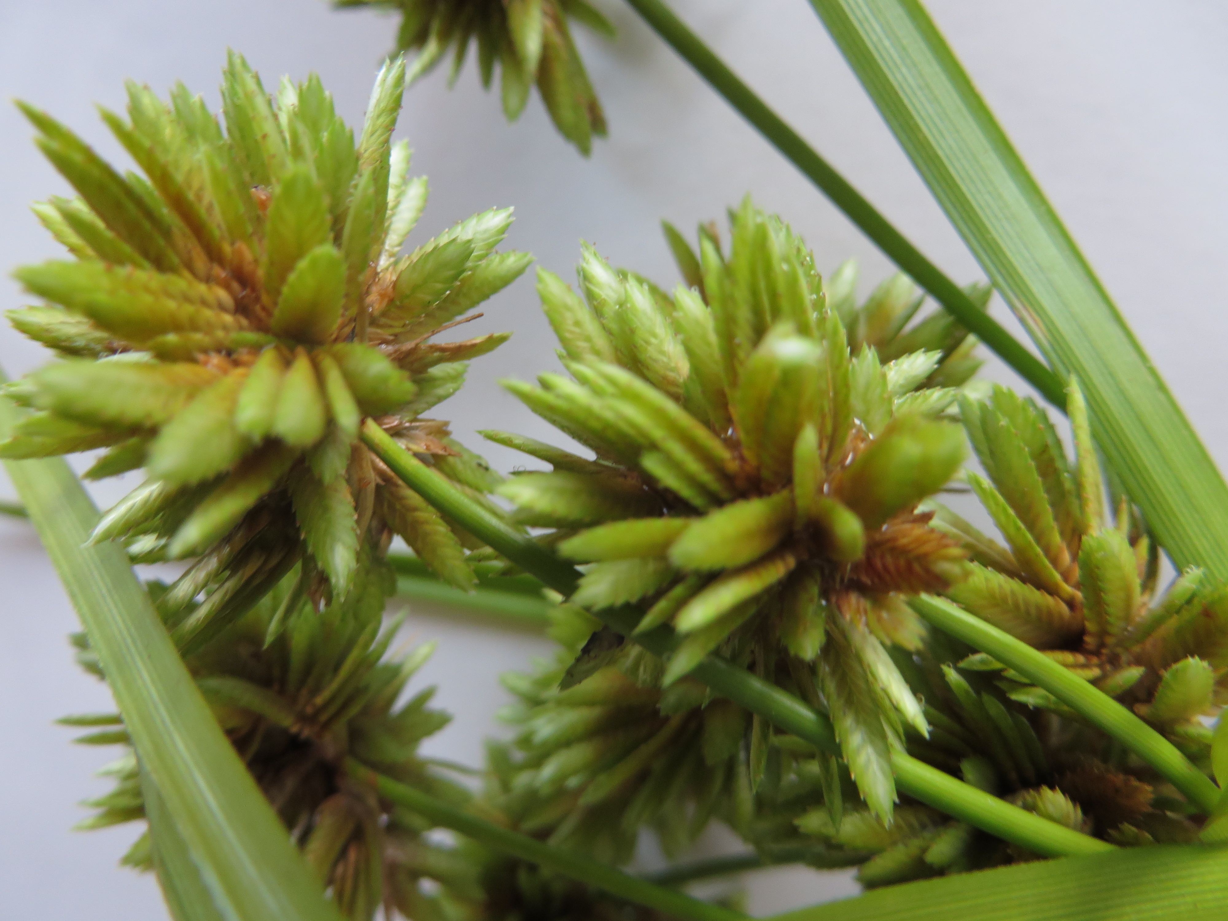 Cyperus eragrostis (door Han Beeuwkes)