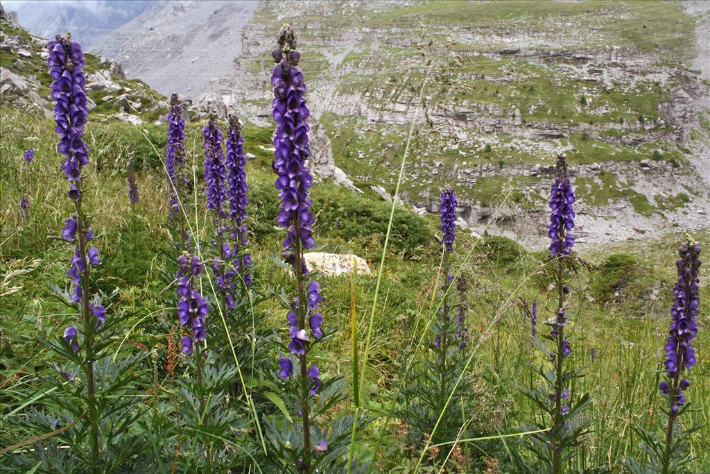 Aconitum napellus (door Jelle Hofstra)