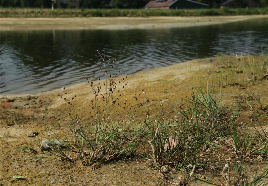 Juncus tenageia (door Jelle Hofstra)