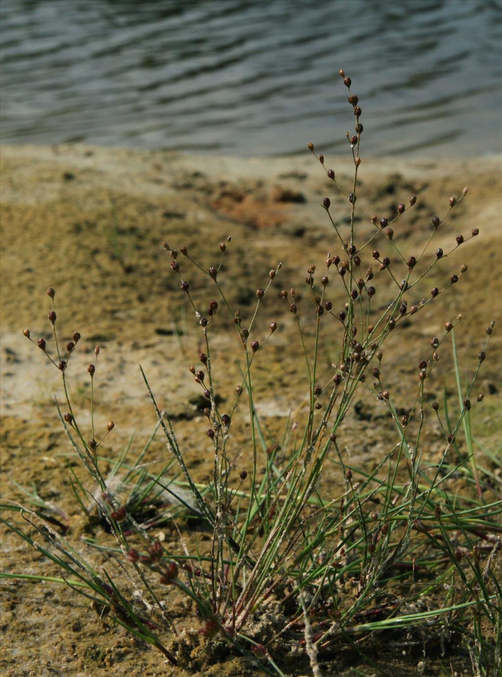 Juncus tenageia (door Jelle Hofstra)