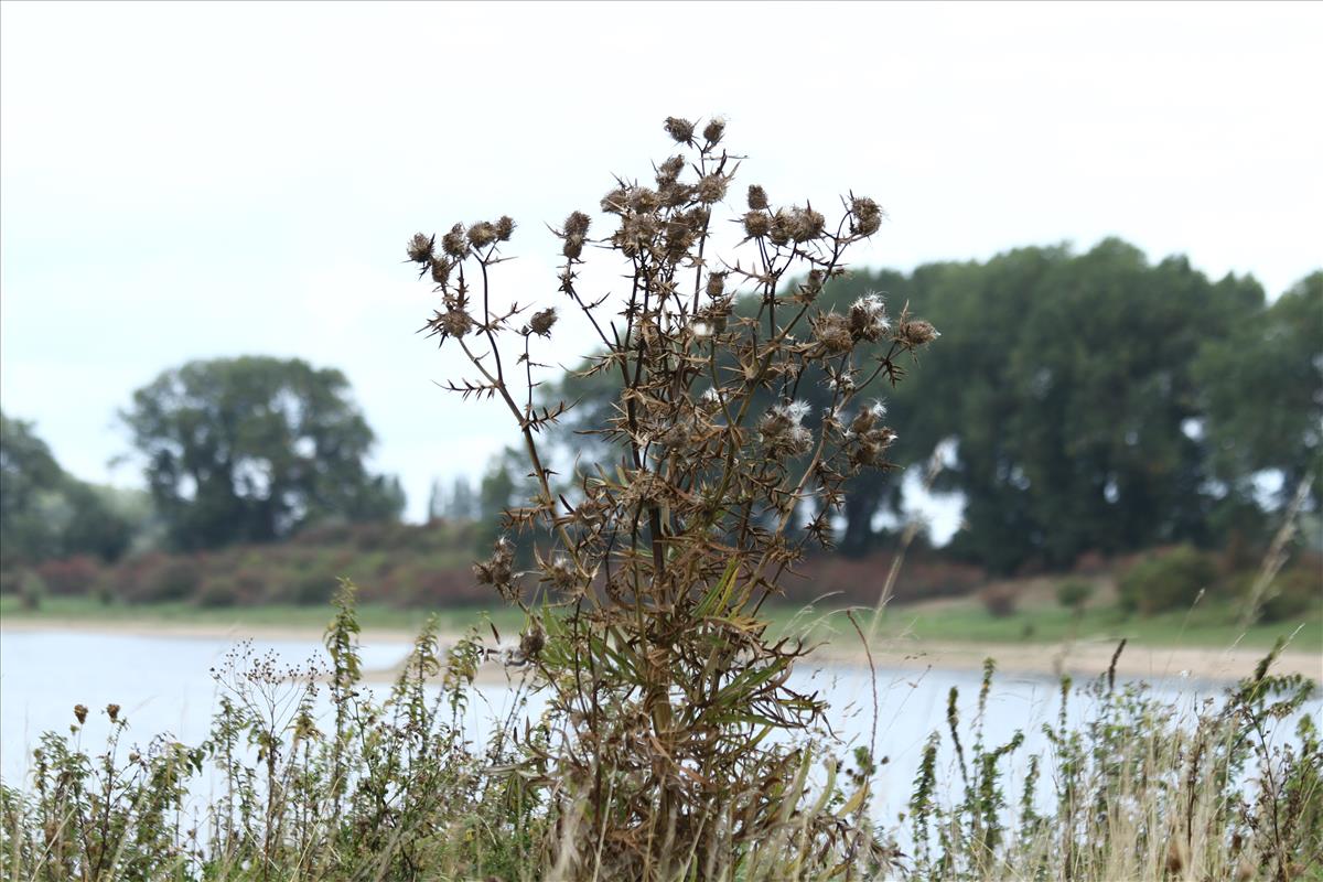 Cirsium eriophorum (door Stef van Walsum)