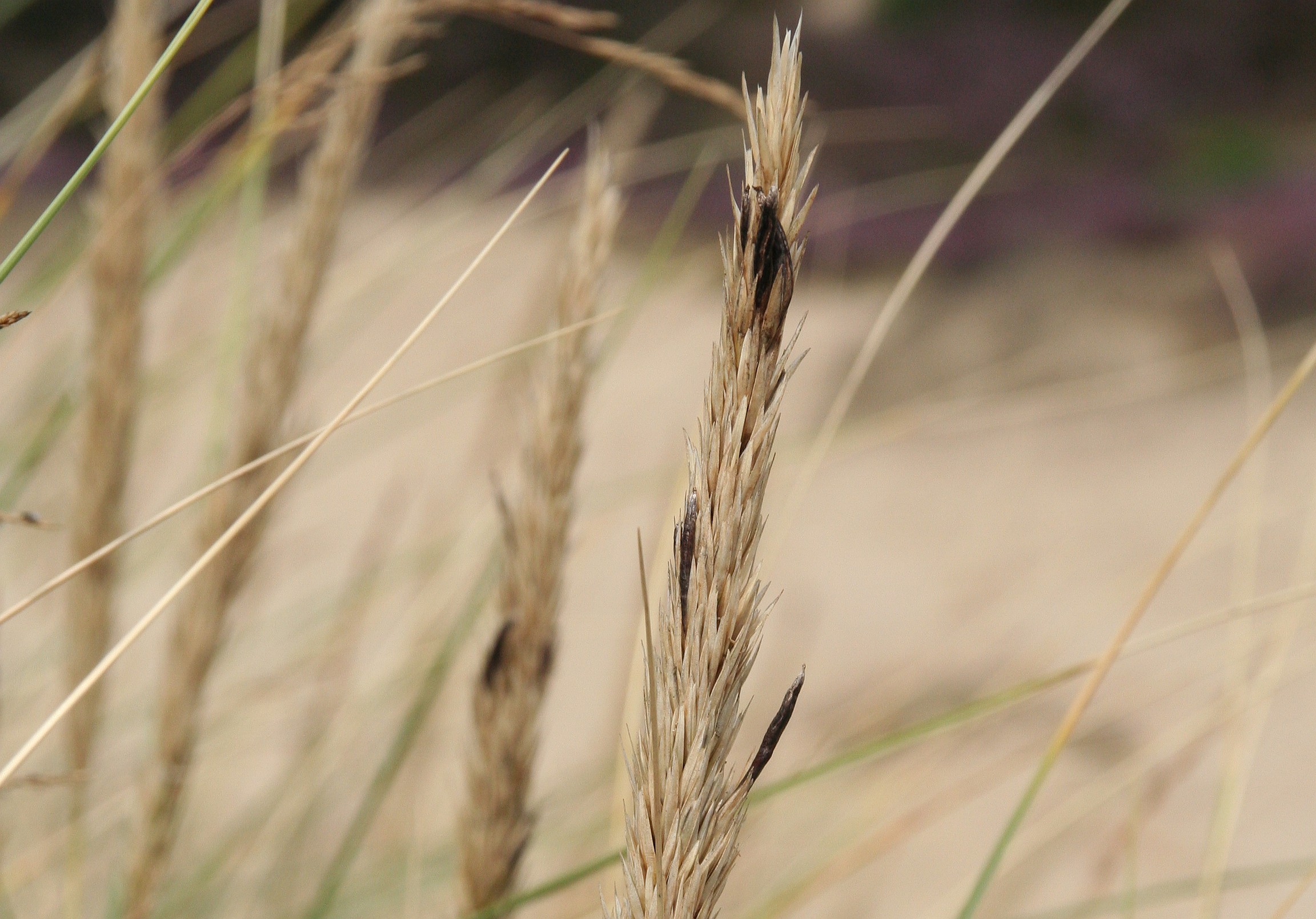 Claviceps microcephala (door Laurens Sparrius)