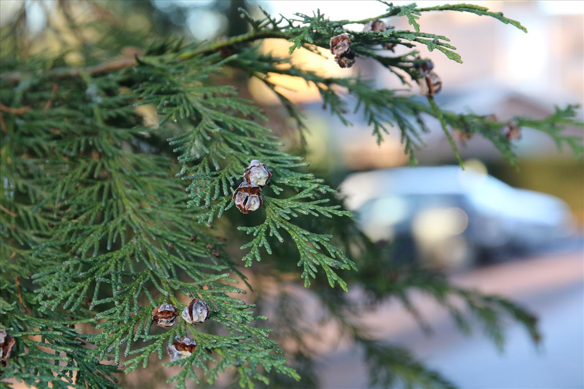 Chamaecyparis lawsoniana (door Stef van Walsum)