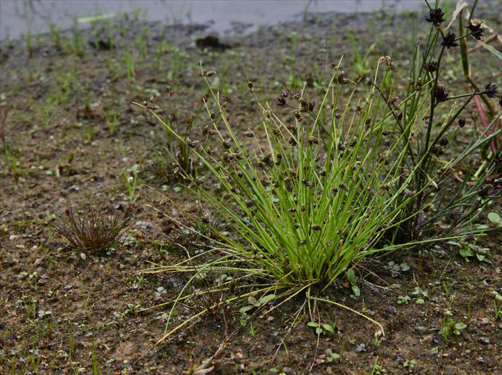 Isolepis setacea (door Jelle Hofstra)