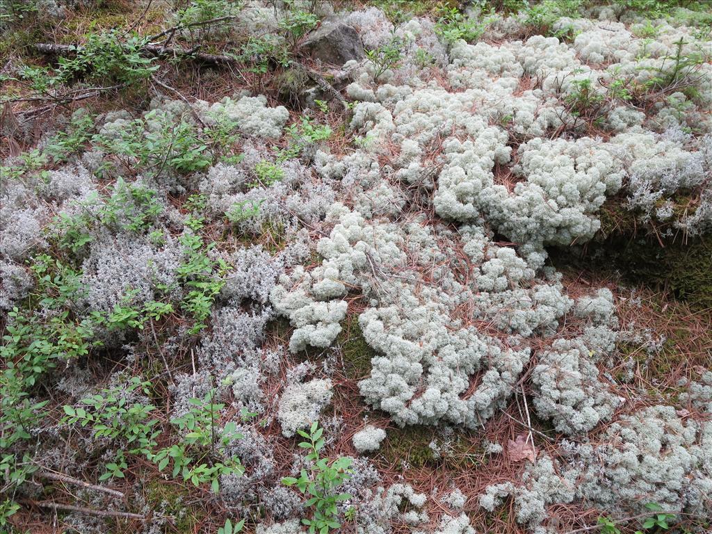 Cladonia stellaris (door Koos van der Vaart)