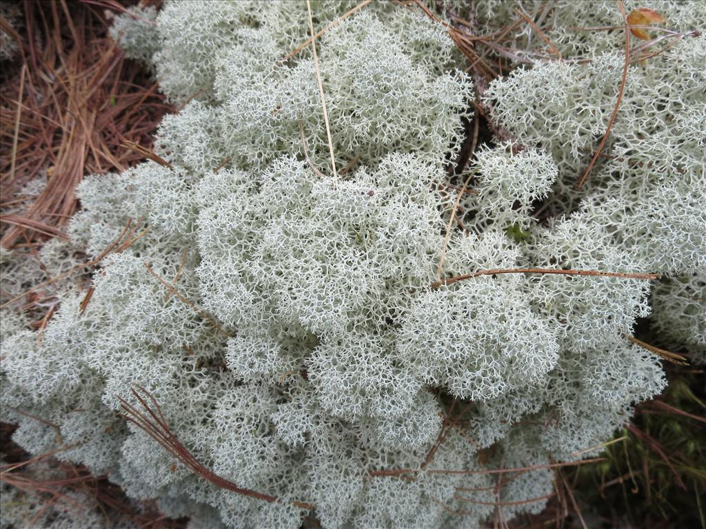 Cladonia stellaris (door Koos van der Vaart)