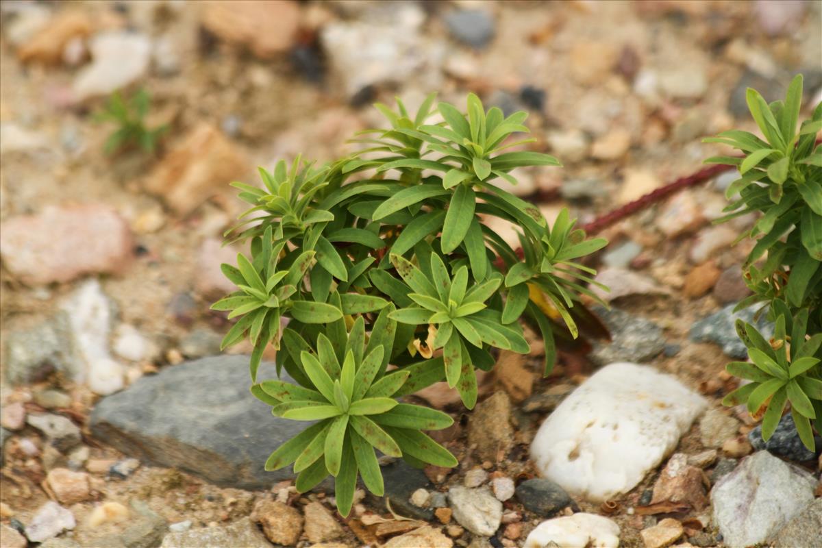 Euphorbia stricta (door Stef van Walsum)