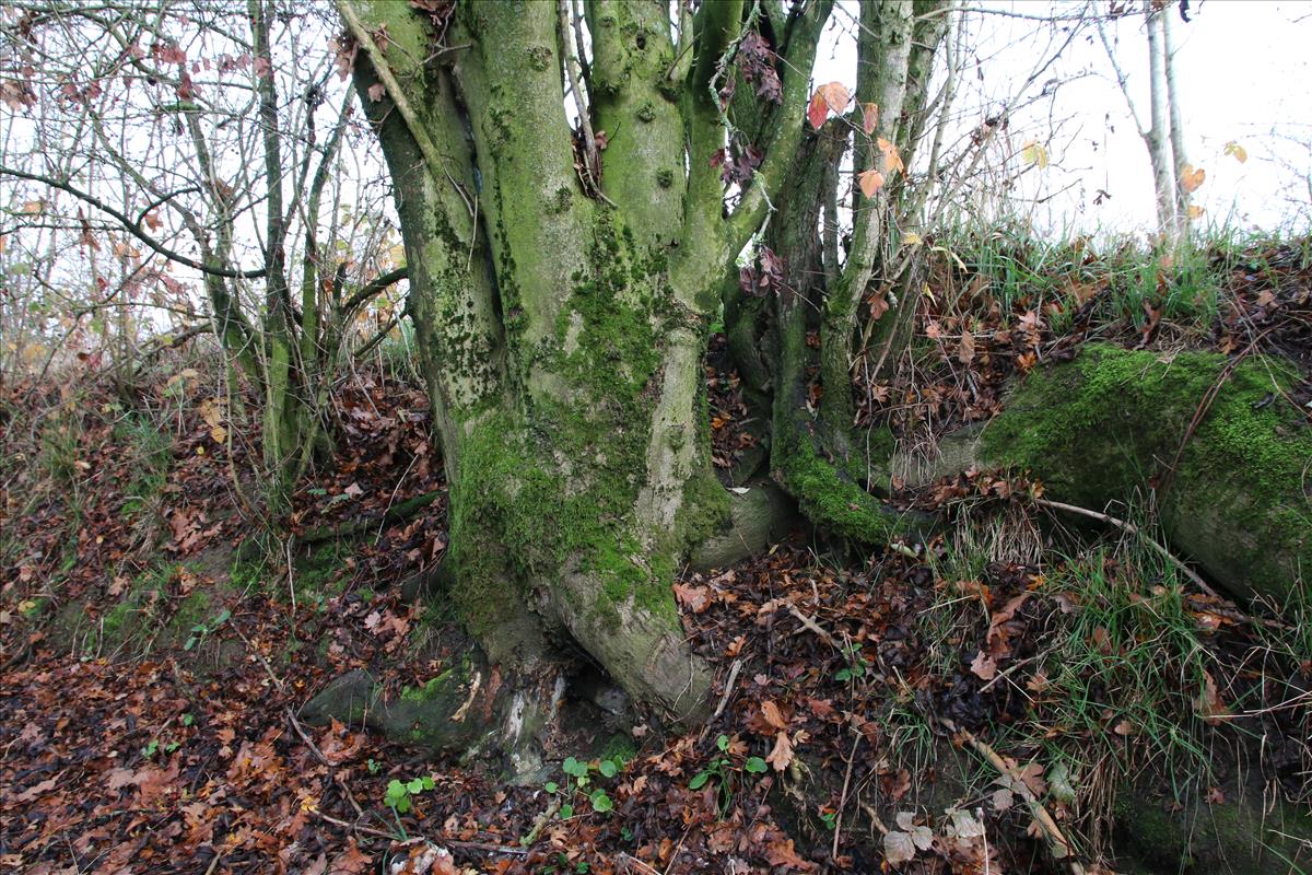 Myrinia pulvinata (door Stef van Walsum)