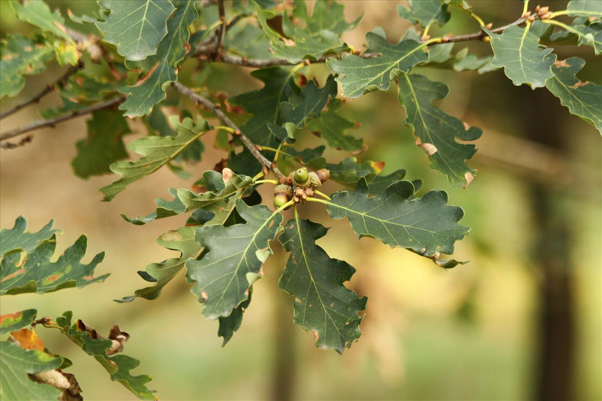Quercus petraea (door Stef van Walsum)