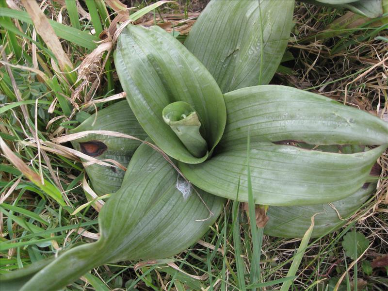 Himantoglossum hircinum (door Petra van der Wiel)