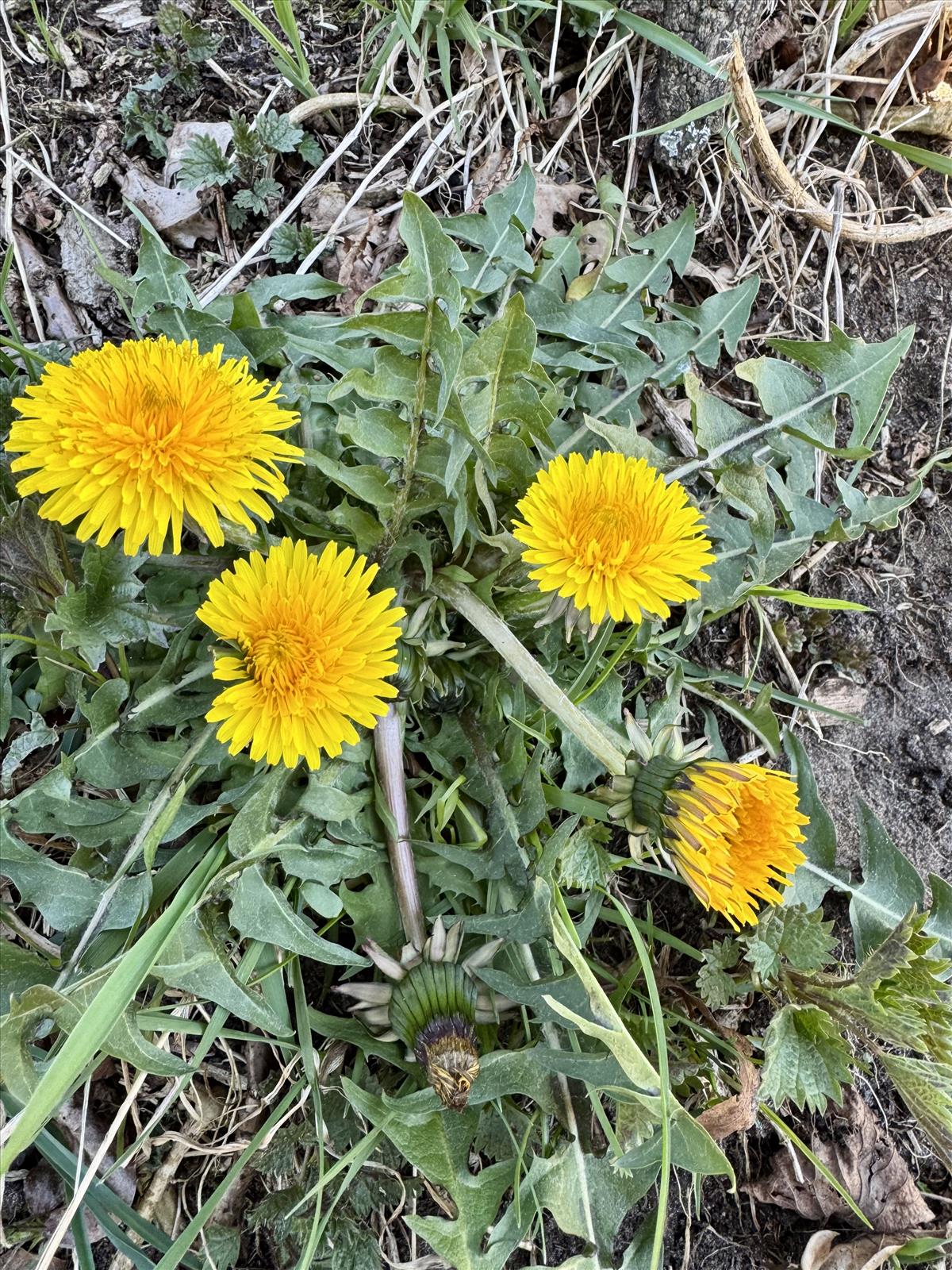 Taraxacum lepidum (door Jelle Hofstra)