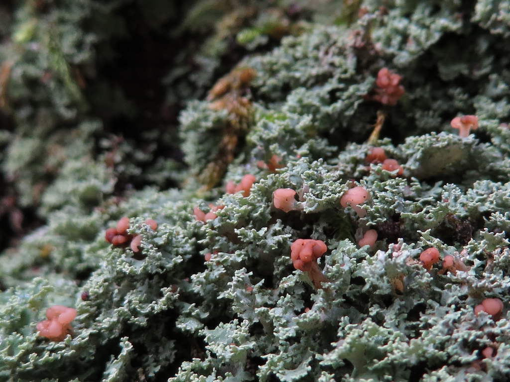 Cladonia caespiticia (door Peter Kroon)