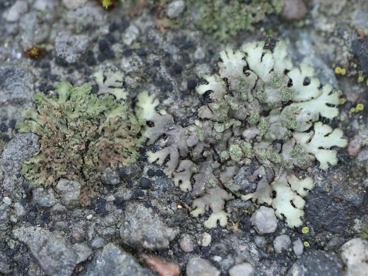 Phaeophyscia nigricans (door Tom Schier)